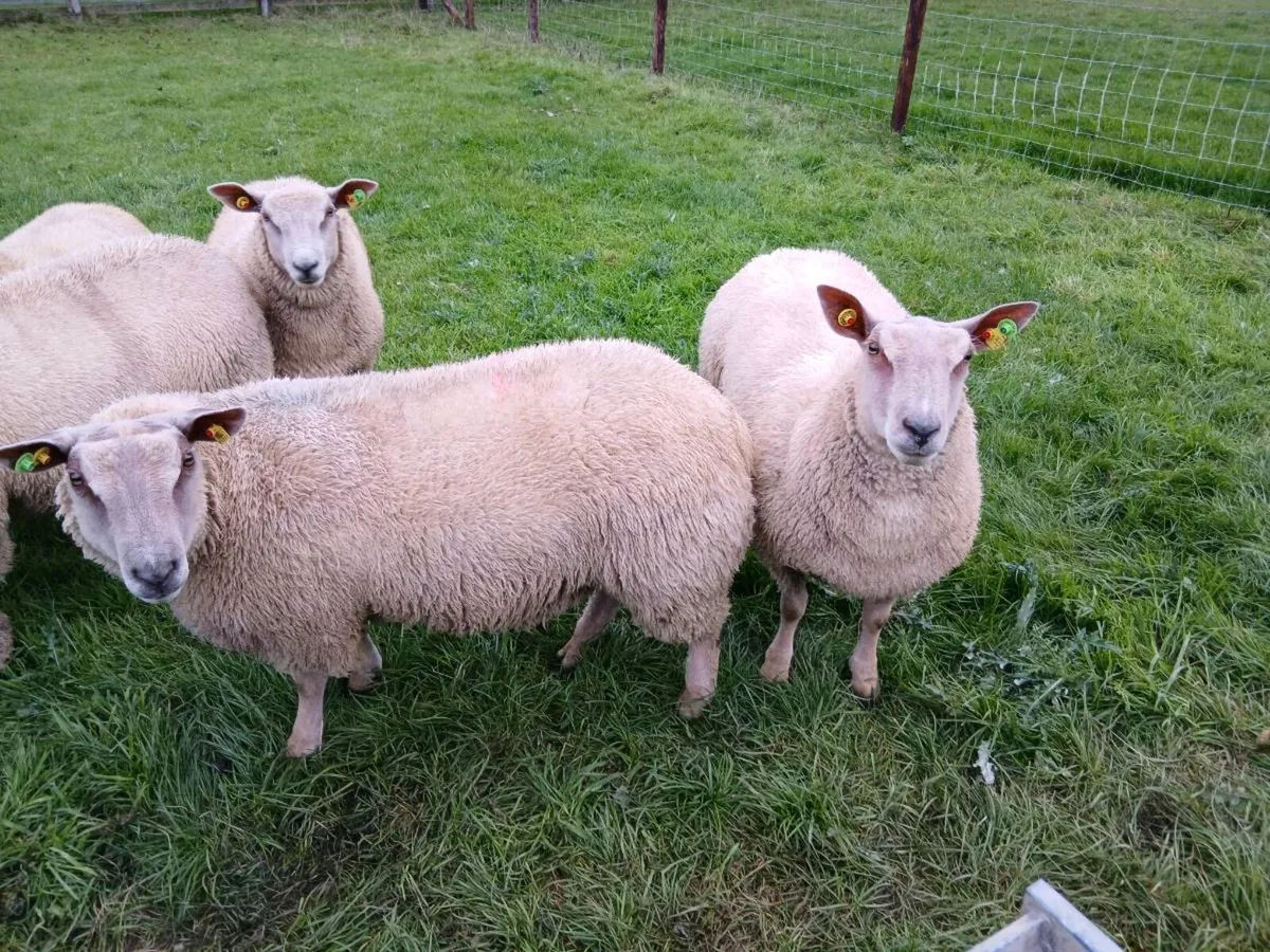 Charollais Ewe Lambs - Image 3