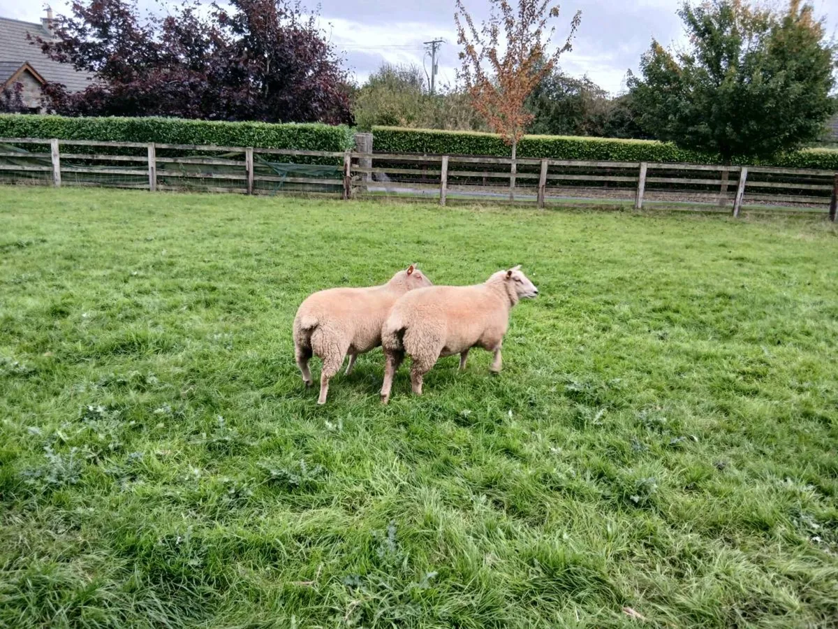 Charollais Ewe Lambs - Image 4