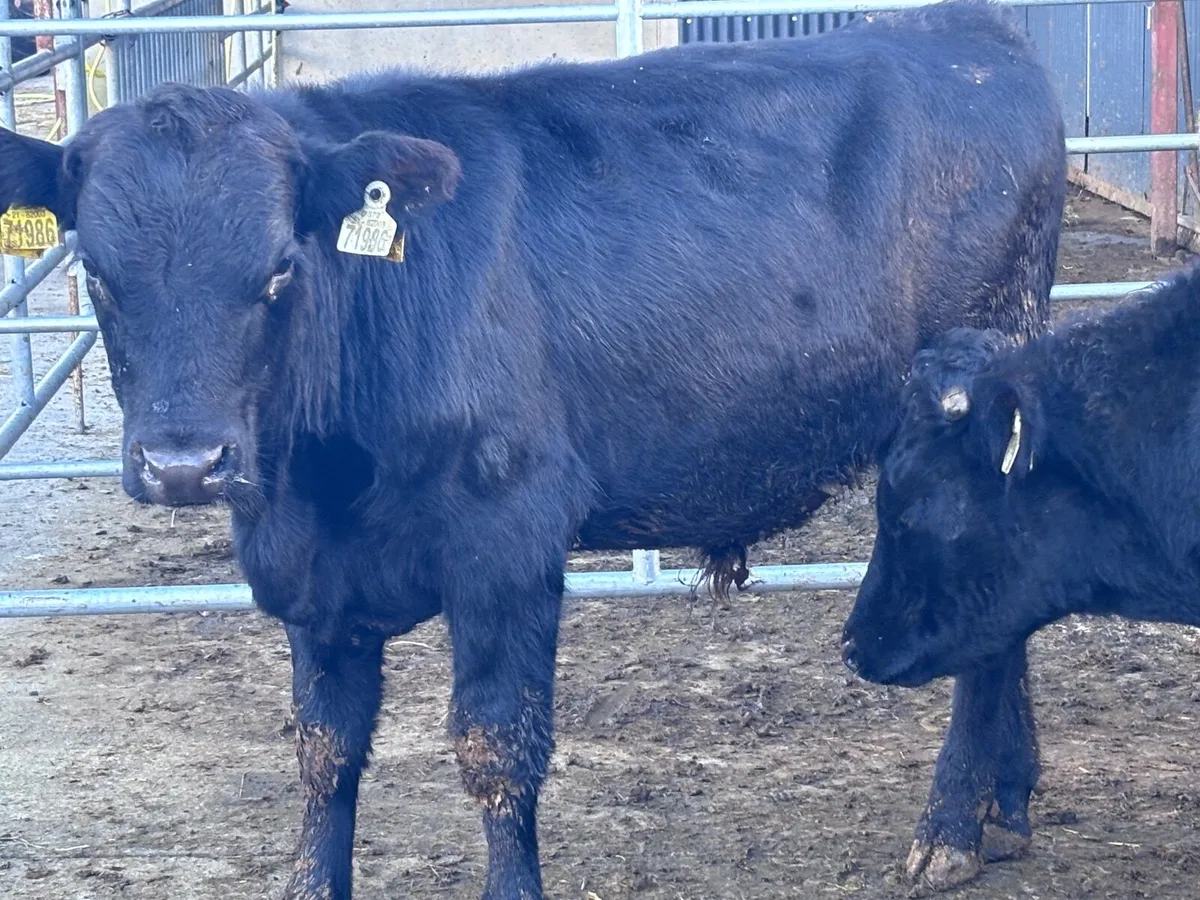6 bullocks for Weanlings for sale@€1040 - Image 1