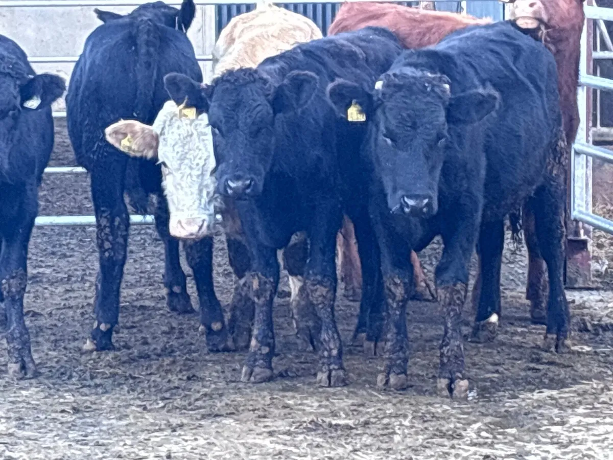 6 bullocks for Weanlings for sale@€1040 - Image 2