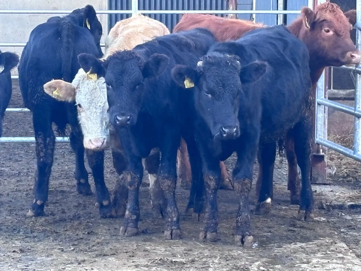6 bullocks for Weanlings for sale@€1040 - Image 3