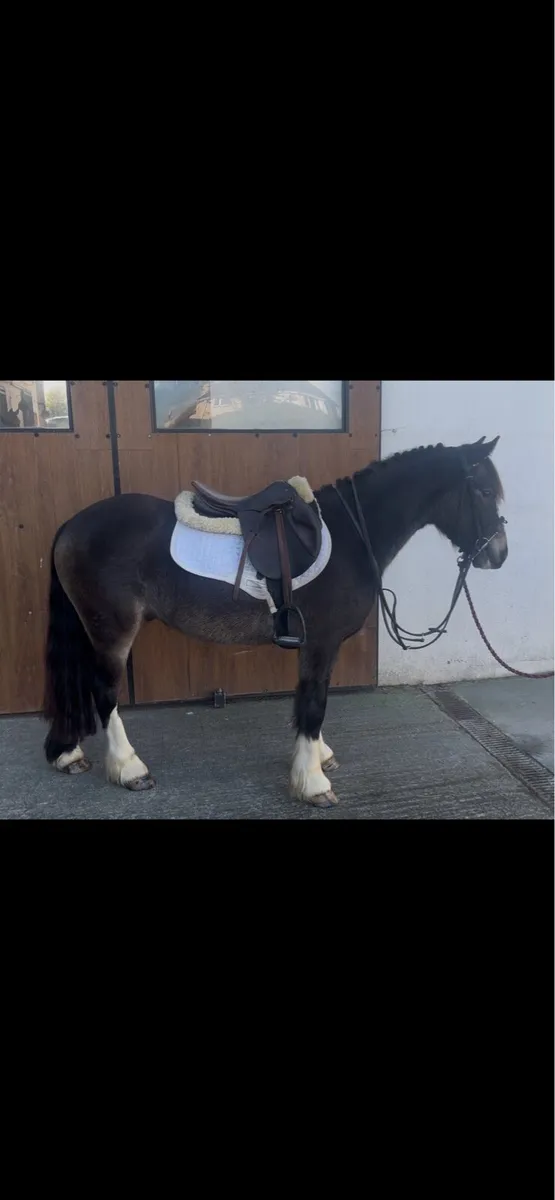 Pony - Image 1
