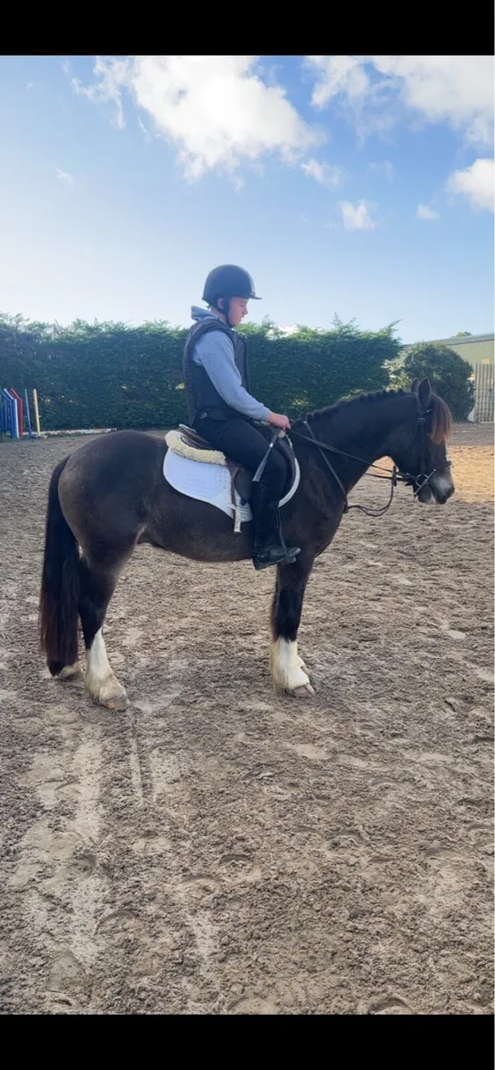 Pony - Image 2