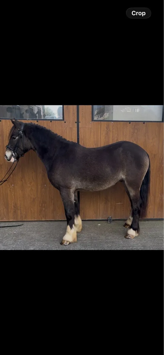 Pony - Image 3