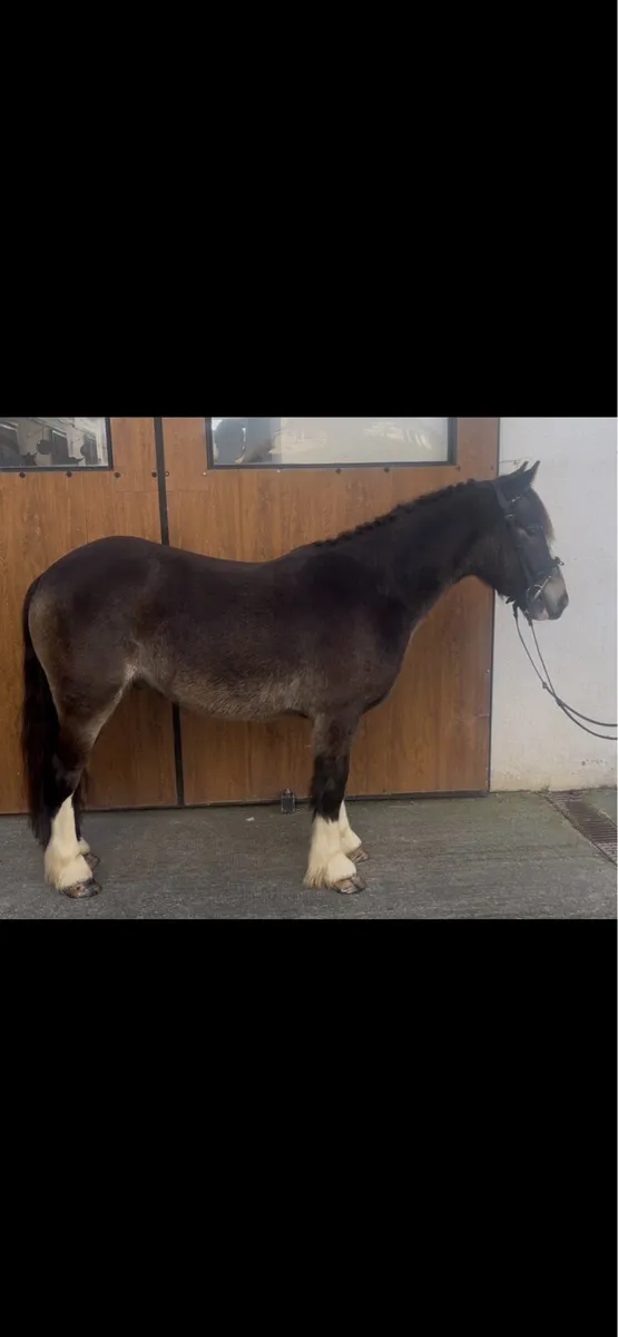 Pony - Image 4