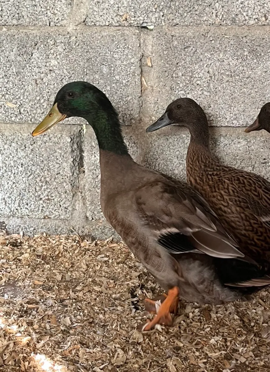 Pairs of ducks - Image 3