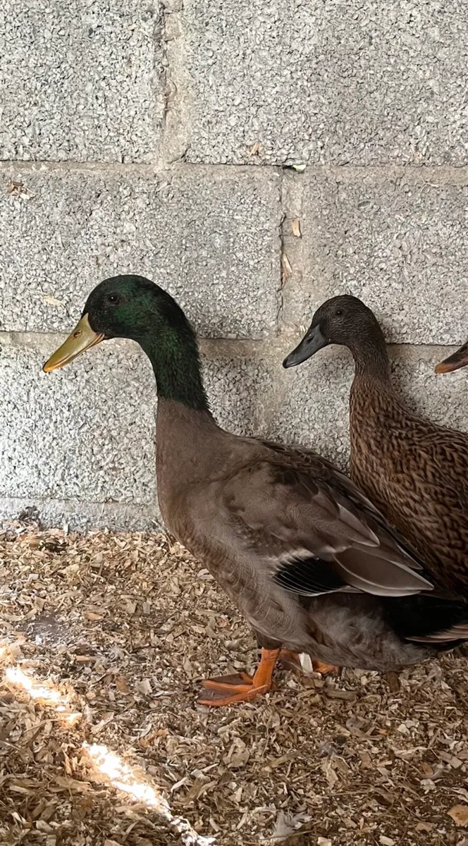 Pairs of ducks - Image 4