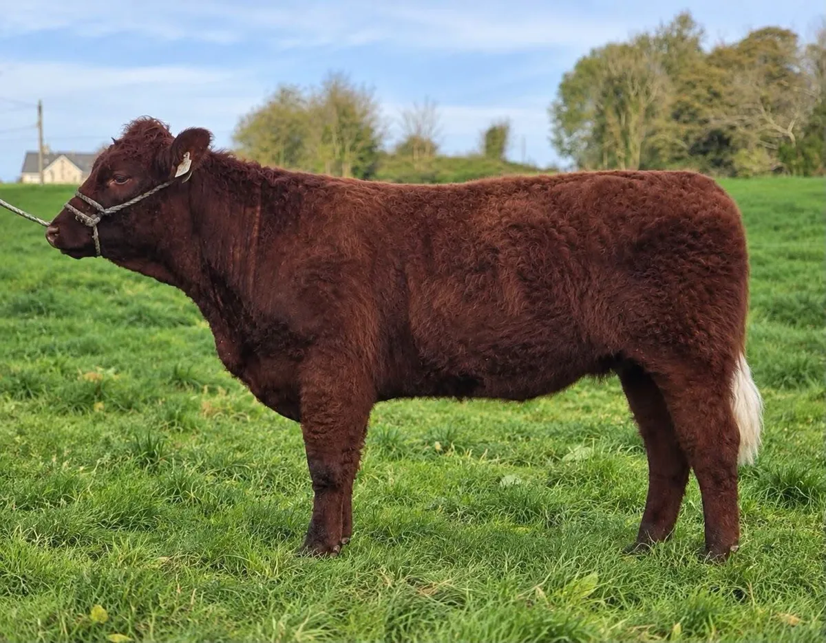 Get Mart: Saler & SalerX show & sale : 17th Oct - Image 2