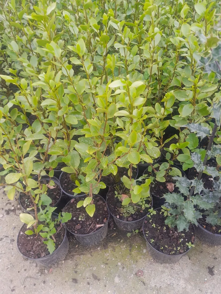 Griselinia hedging plants – 2ft – €3 each