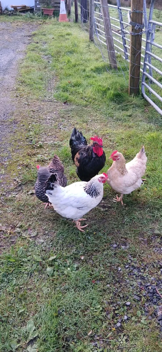 Chicken coop and chickens - Image 2