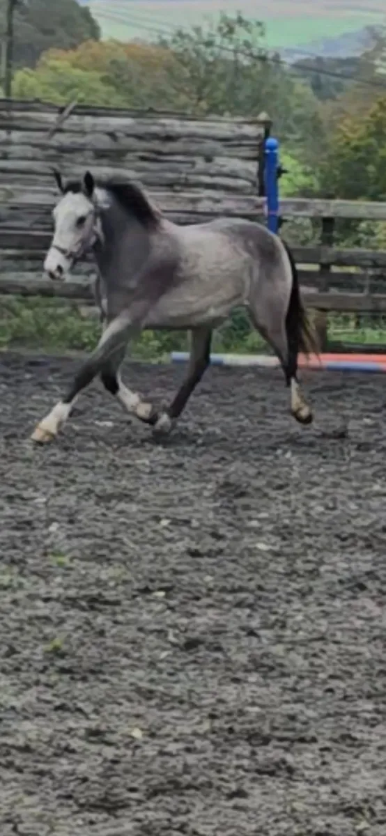 Dun ( buckskin) Cob cross Irish sports horse geldi - Image 1
