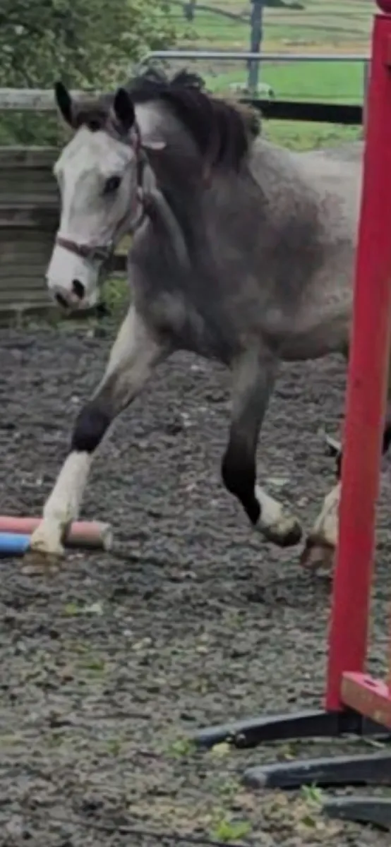 Dun ( buckskin) Cob cross Irish sports horse geldi - Image 2