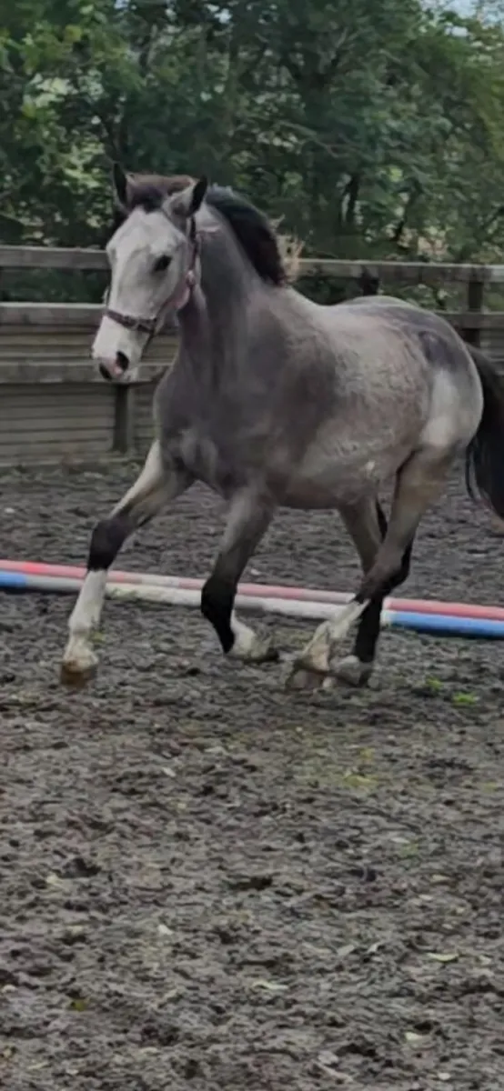 Dun ( buckskin) Cob cross Irish sports horse geldi - Image 3