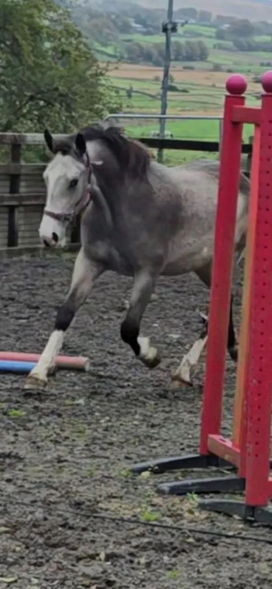 Dun ( buckskin) Cob cross Irish sports horse geldi - Image 4
