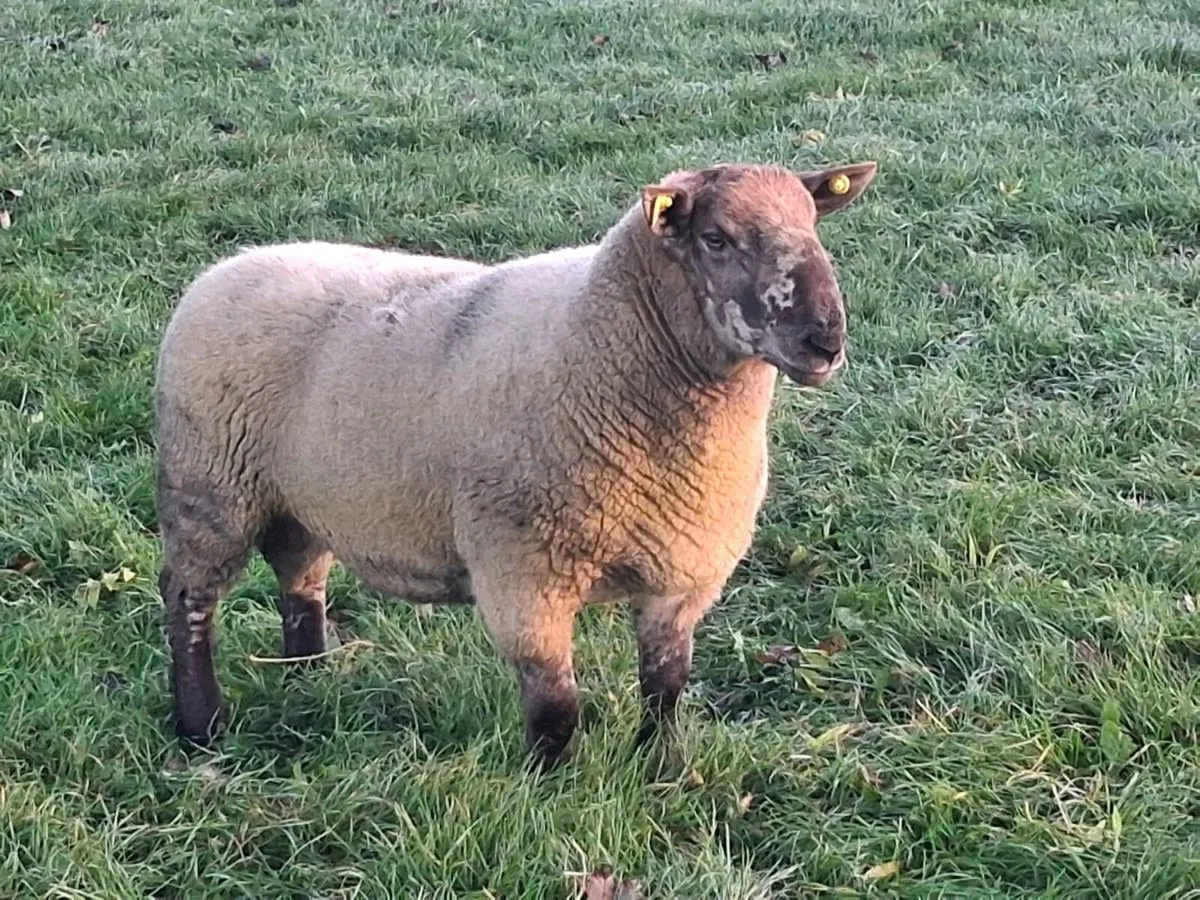 SPECKLED HOGGET RAM - Image 1