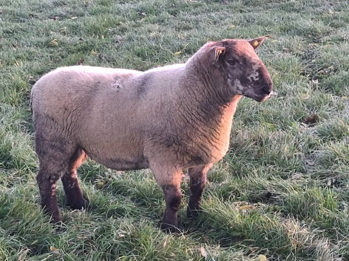 SPECKLED HOGGET RAM - Image 3
