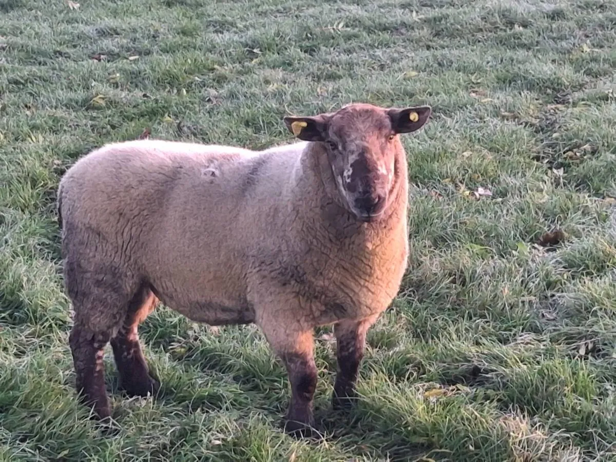 SPECKLED HOGGET RAM - Image 4