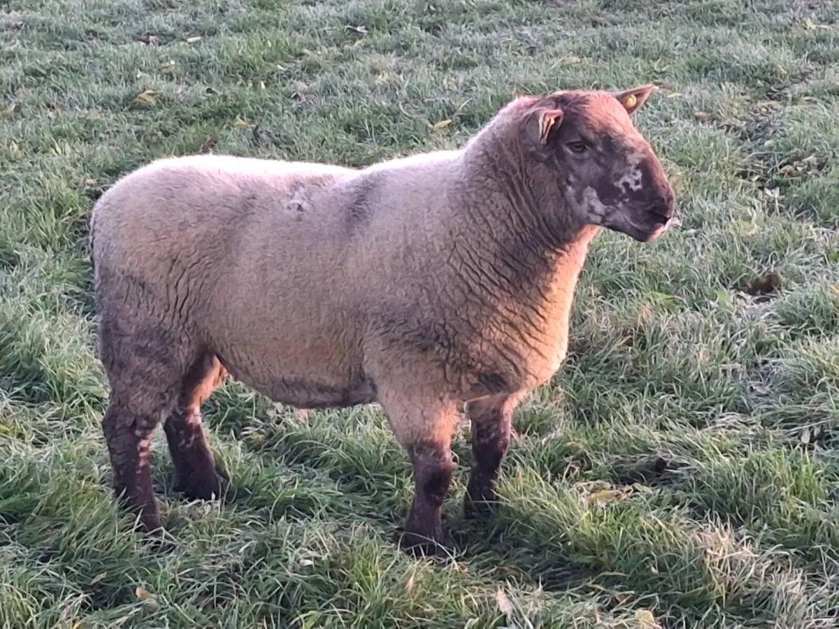 SPECKLED HOGGET RAM - Image 2