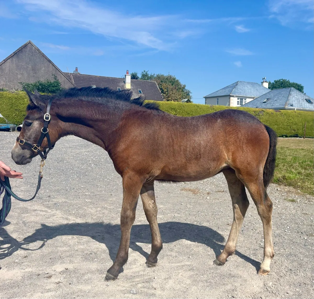 Gwennic De Goariva  filly Foal - Image 1