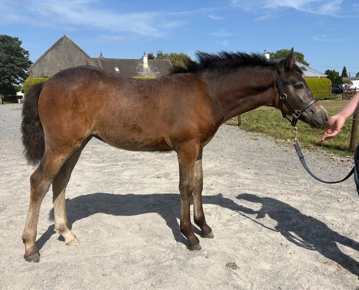Gwennic De Goariva  filly Foal - Image 2