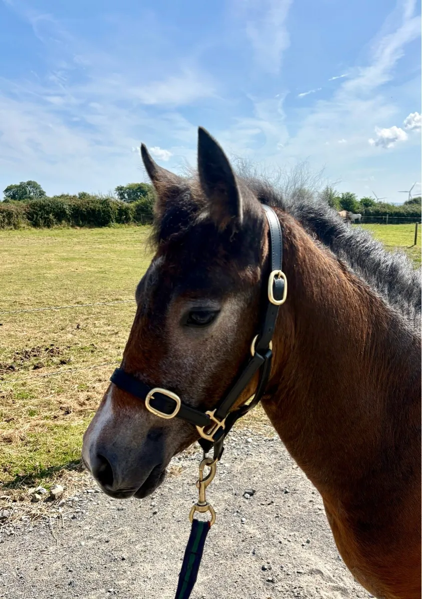 Gwennic De Goariva  filly Foal - Image 3