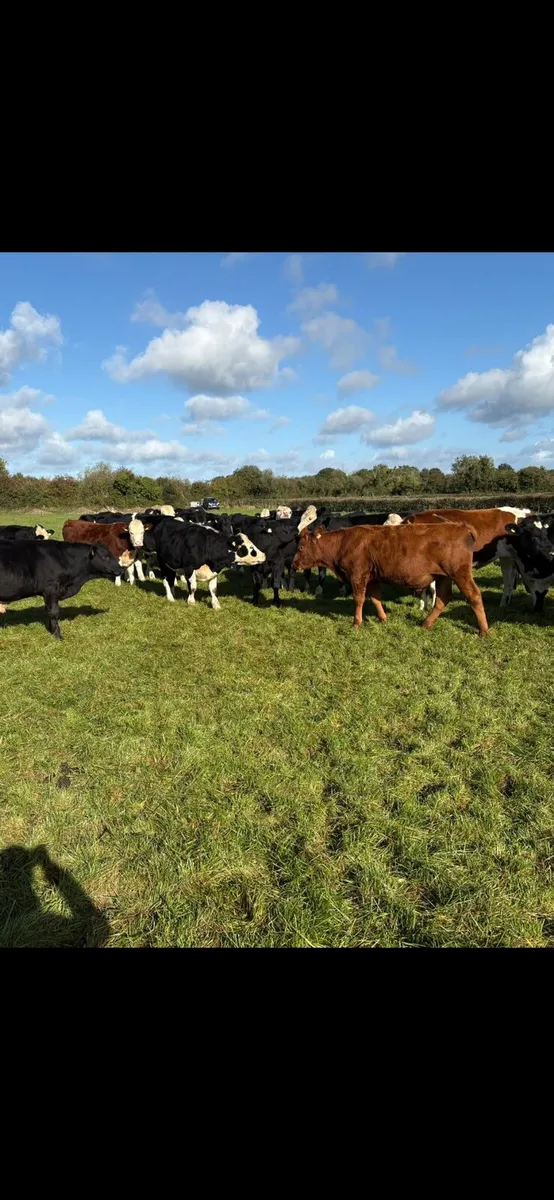 Cattle - Image 1