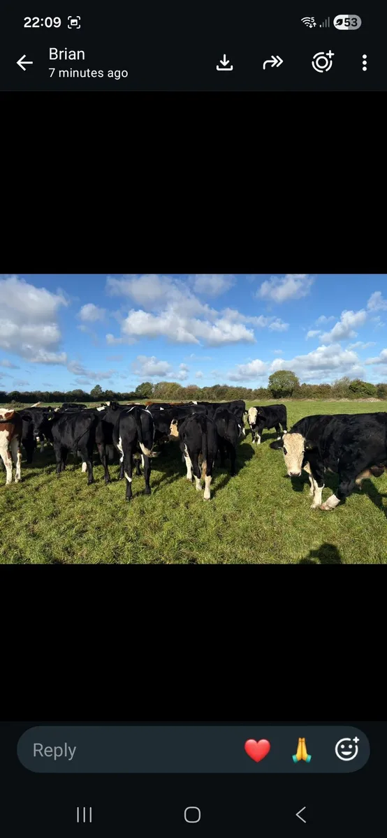 Cattle - Image 2