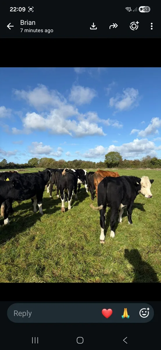 Cattle - Image 3