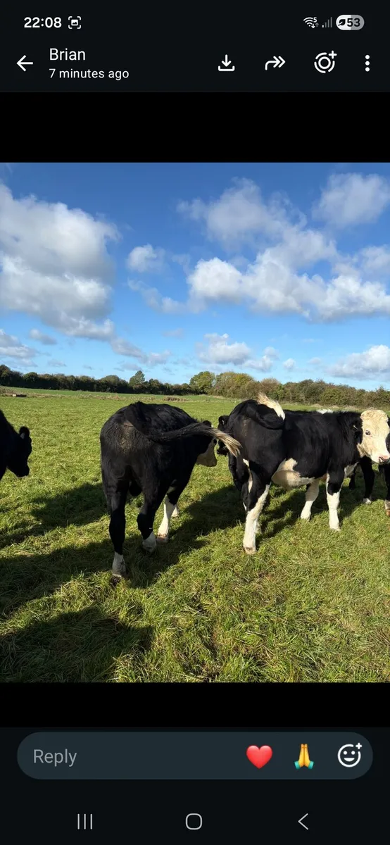 Cattle - Image 4