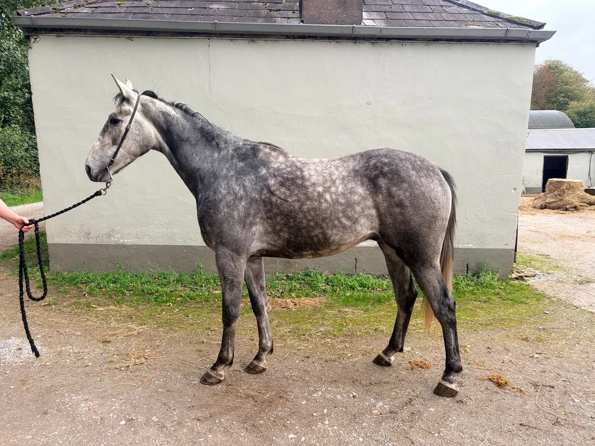 3 year old gelding by Coolcronan Wood - Image 2
