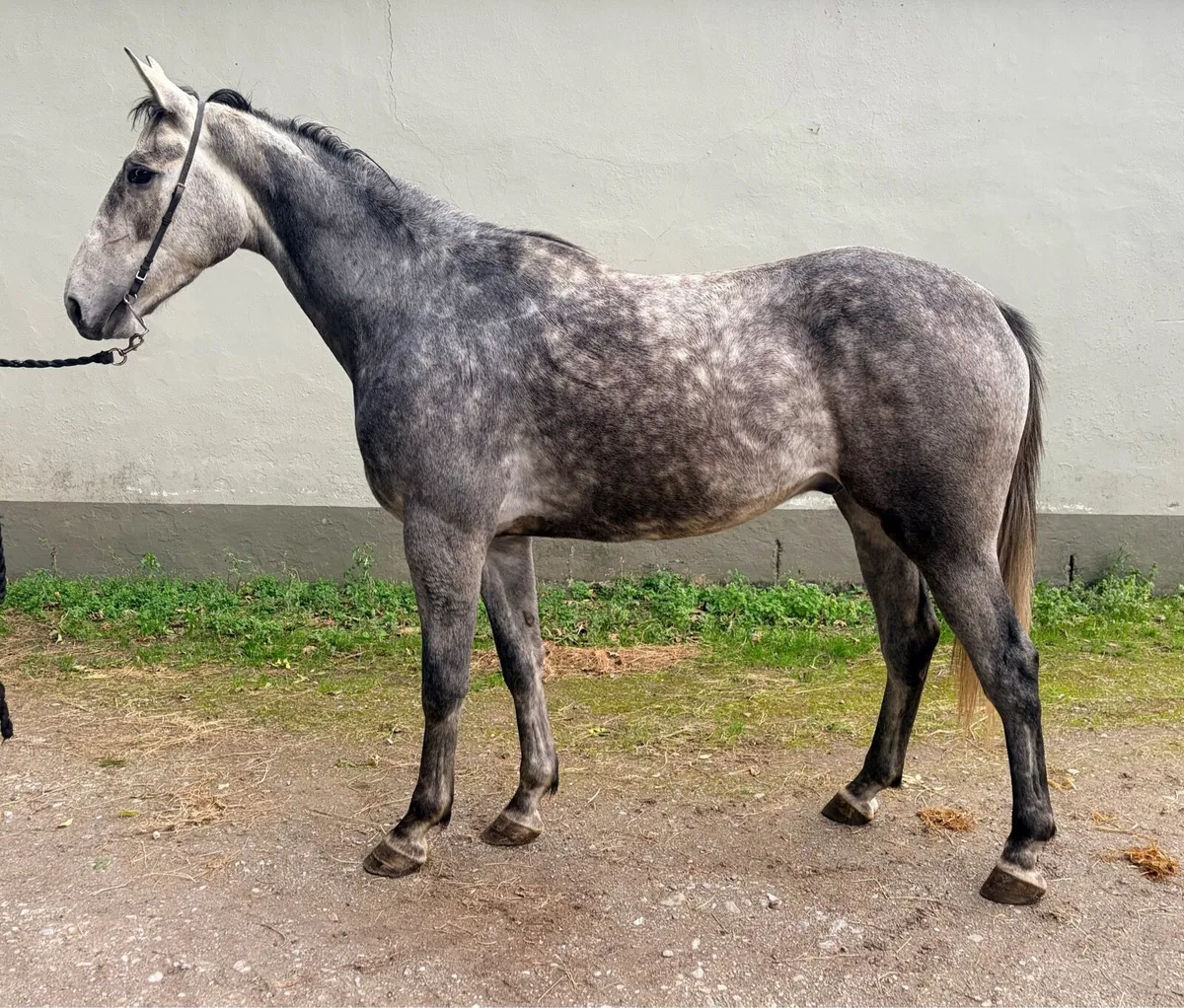 3 year old gelding by Coolcronan Wood - Image 1