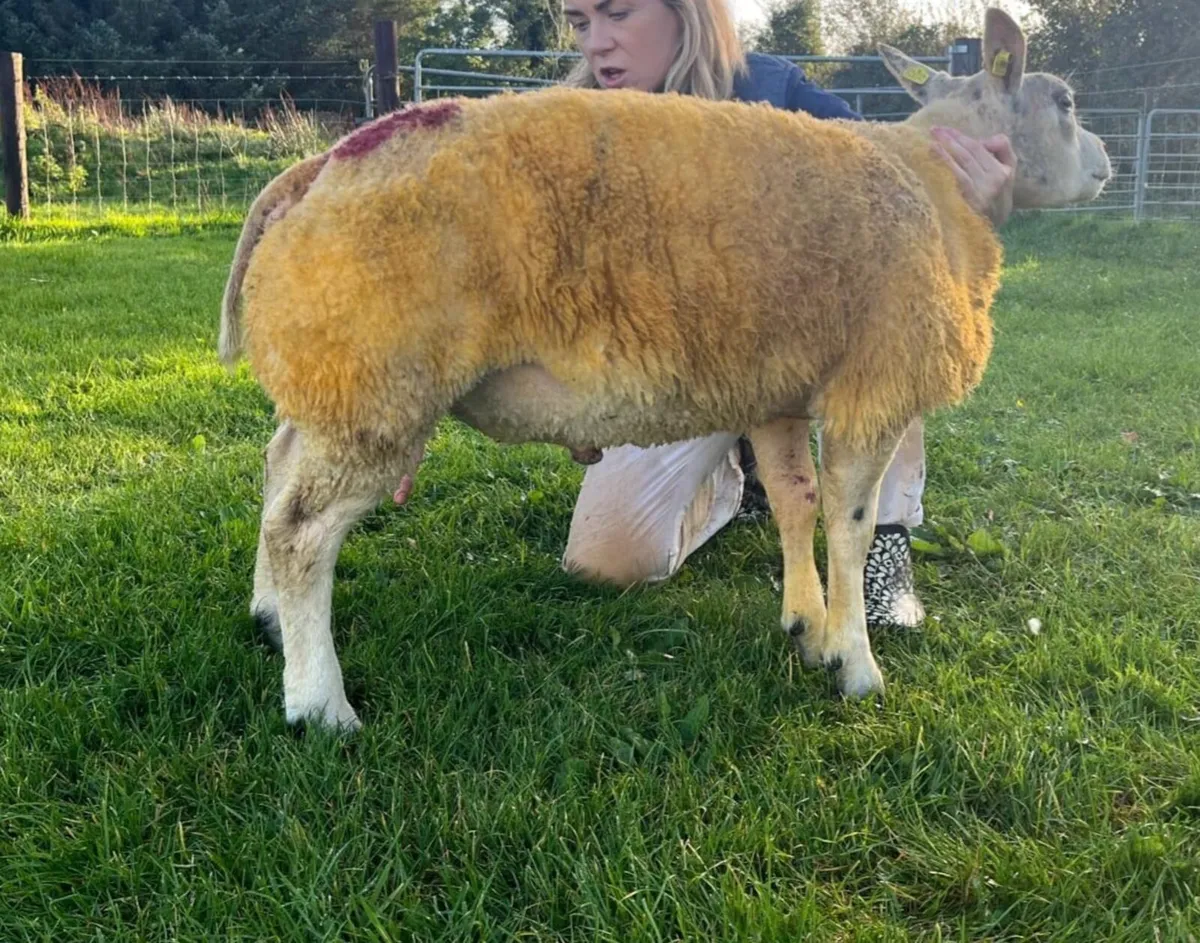 Excellent 5 ☆ Pedigree Beltex Ram lamb SIS aproved - Image 1