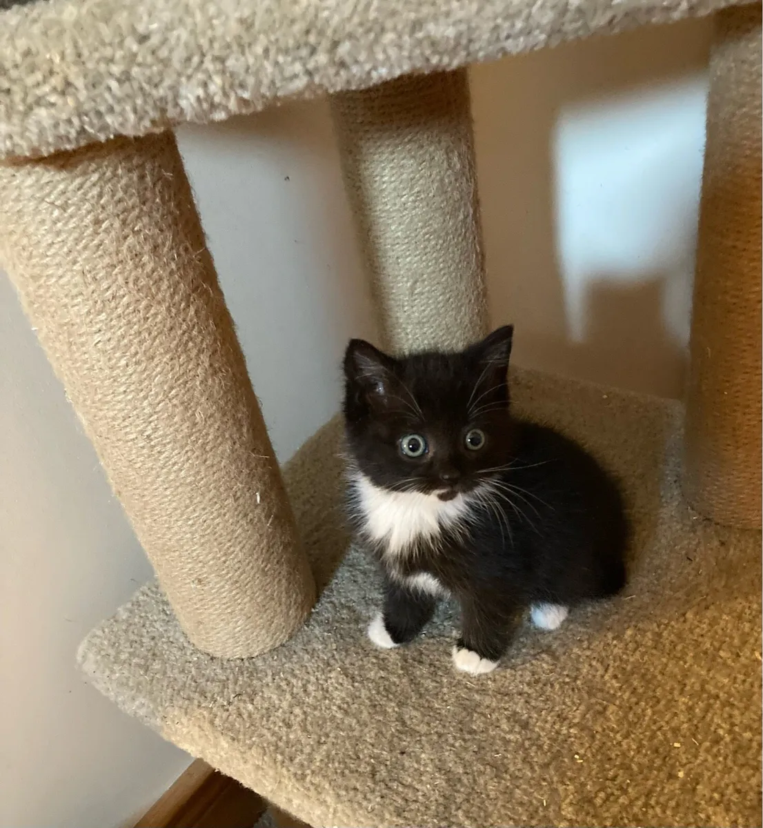 British longhair mix kitten - Image 2