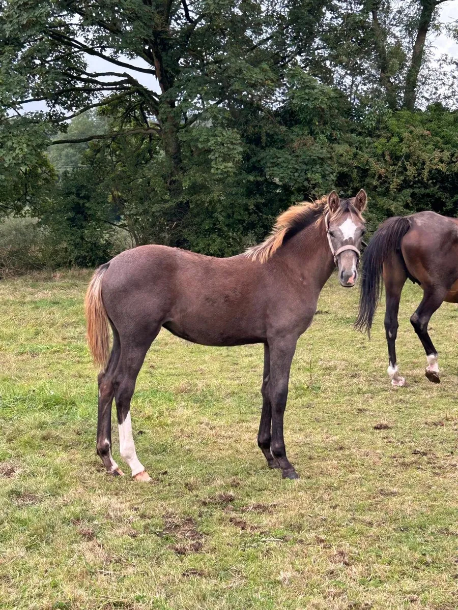 Filly foal - Image 1