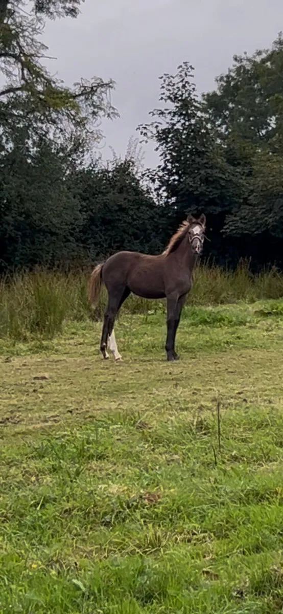 Filly foal - Image 2