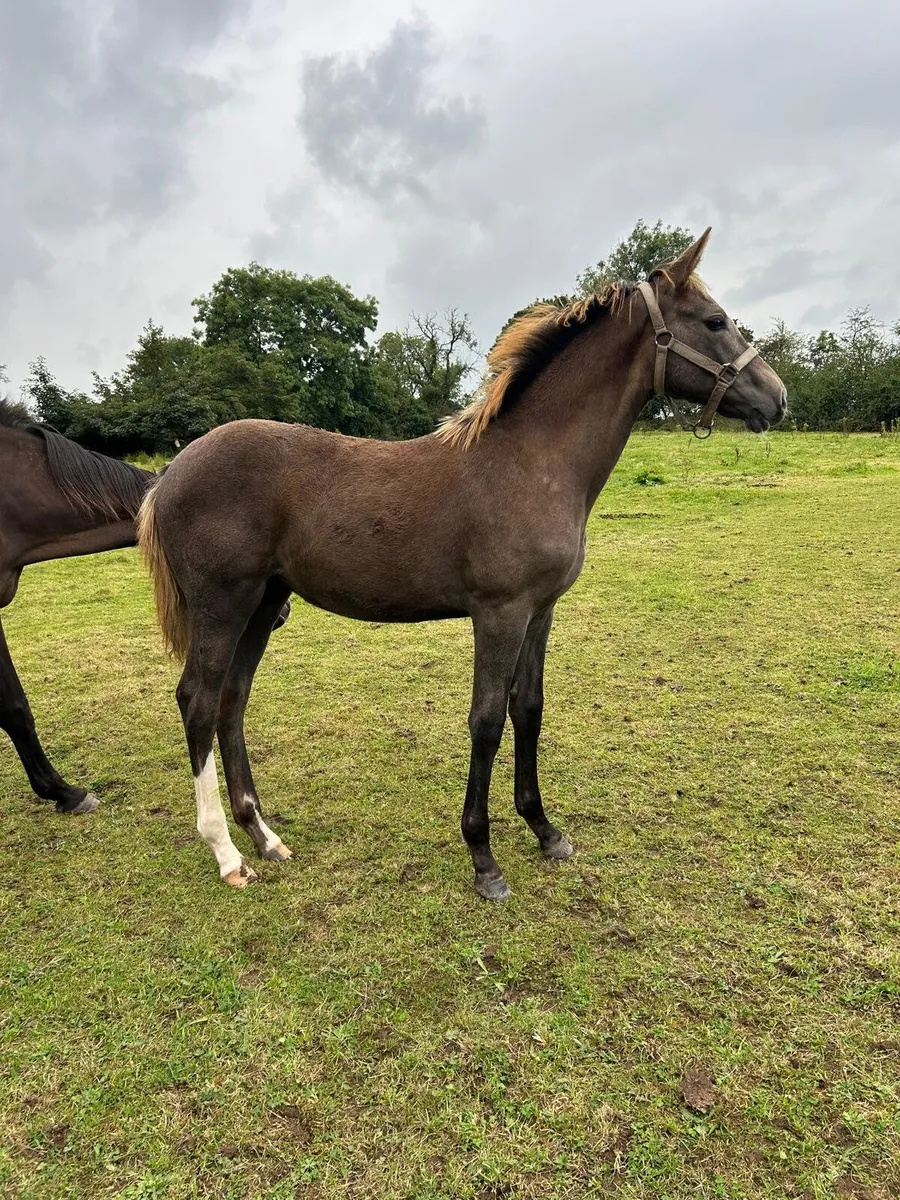 Filly foal - Image 3