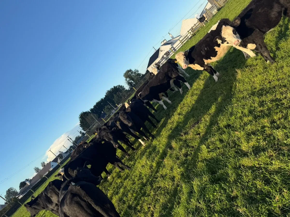 18 bucket reared weanlings whiteheads and angus - Image 1