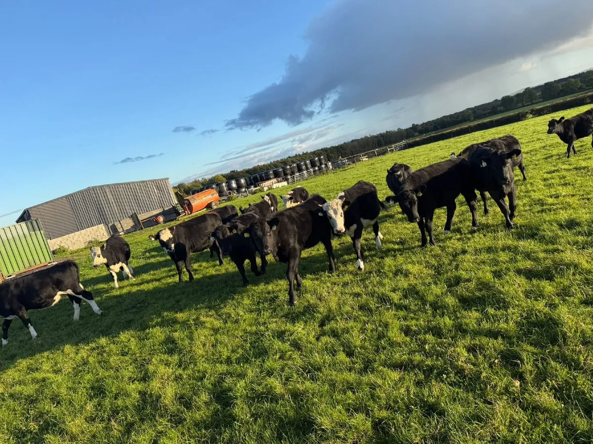 18 bucket reared weanlings whiteheads and angus - Image 2