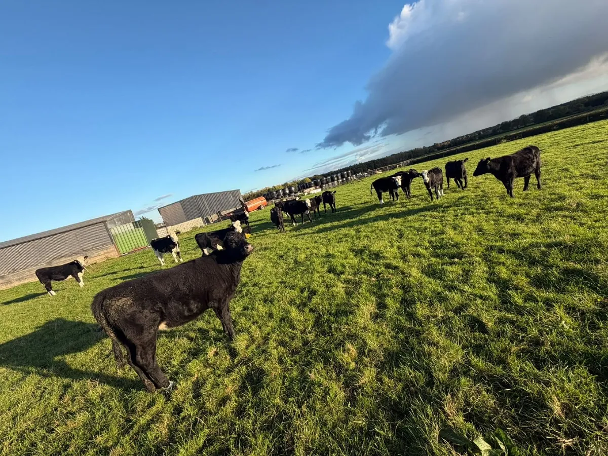 18 bucket reared weanlings whiteheads and angus - Image 3