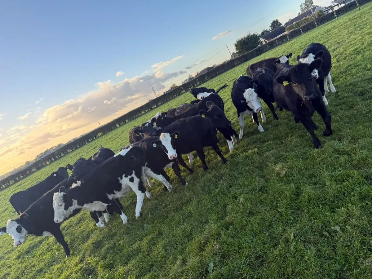 18 bucket reared weanlings whiteheads and angus - Image 4