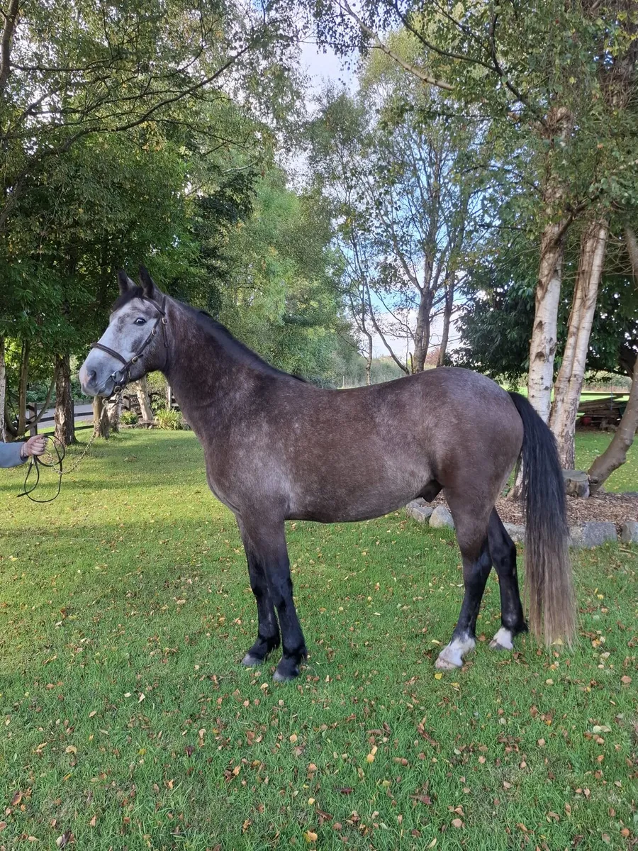 3yr old conemaras - Image 3