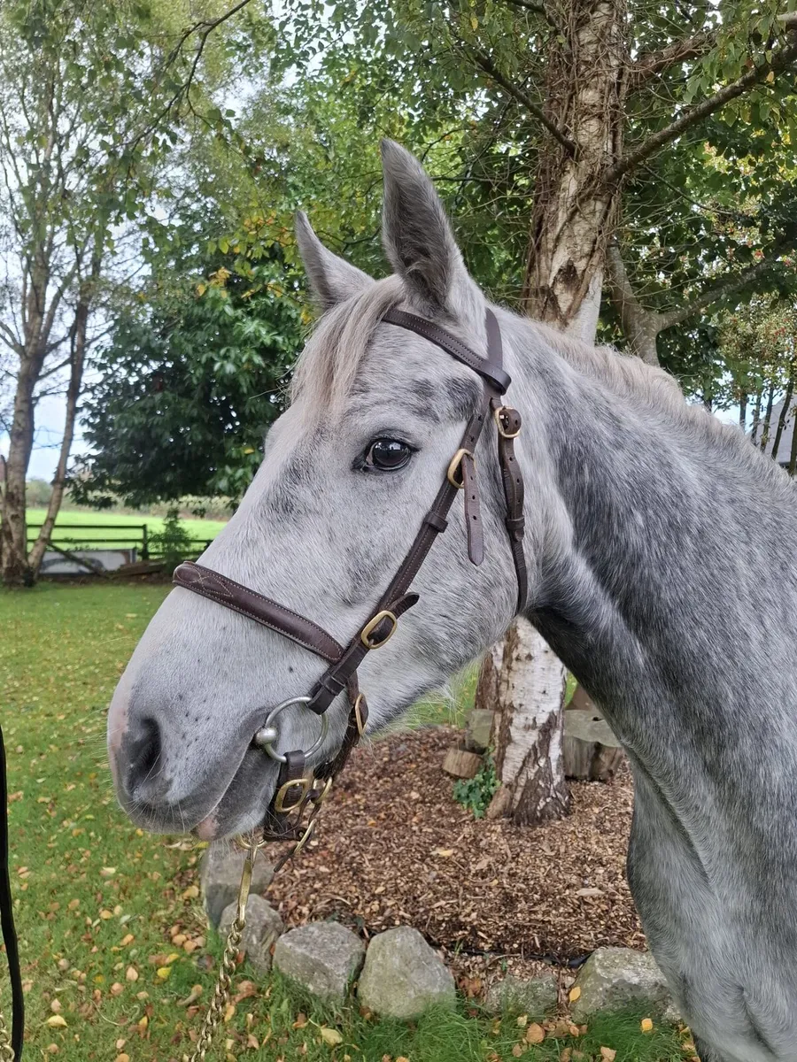 3yr old conemaras - Image 4