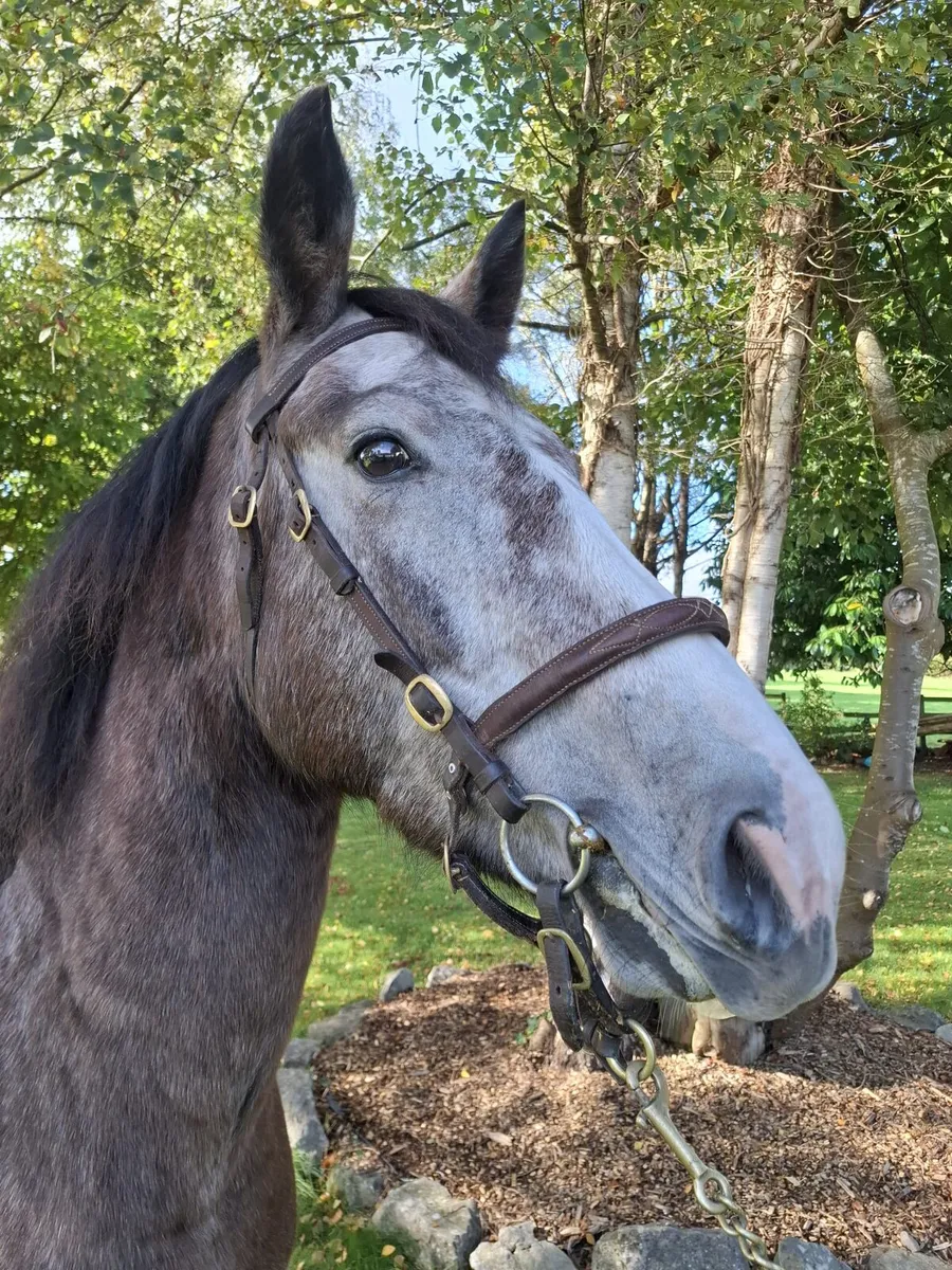 3yr old conemaras - Image 1