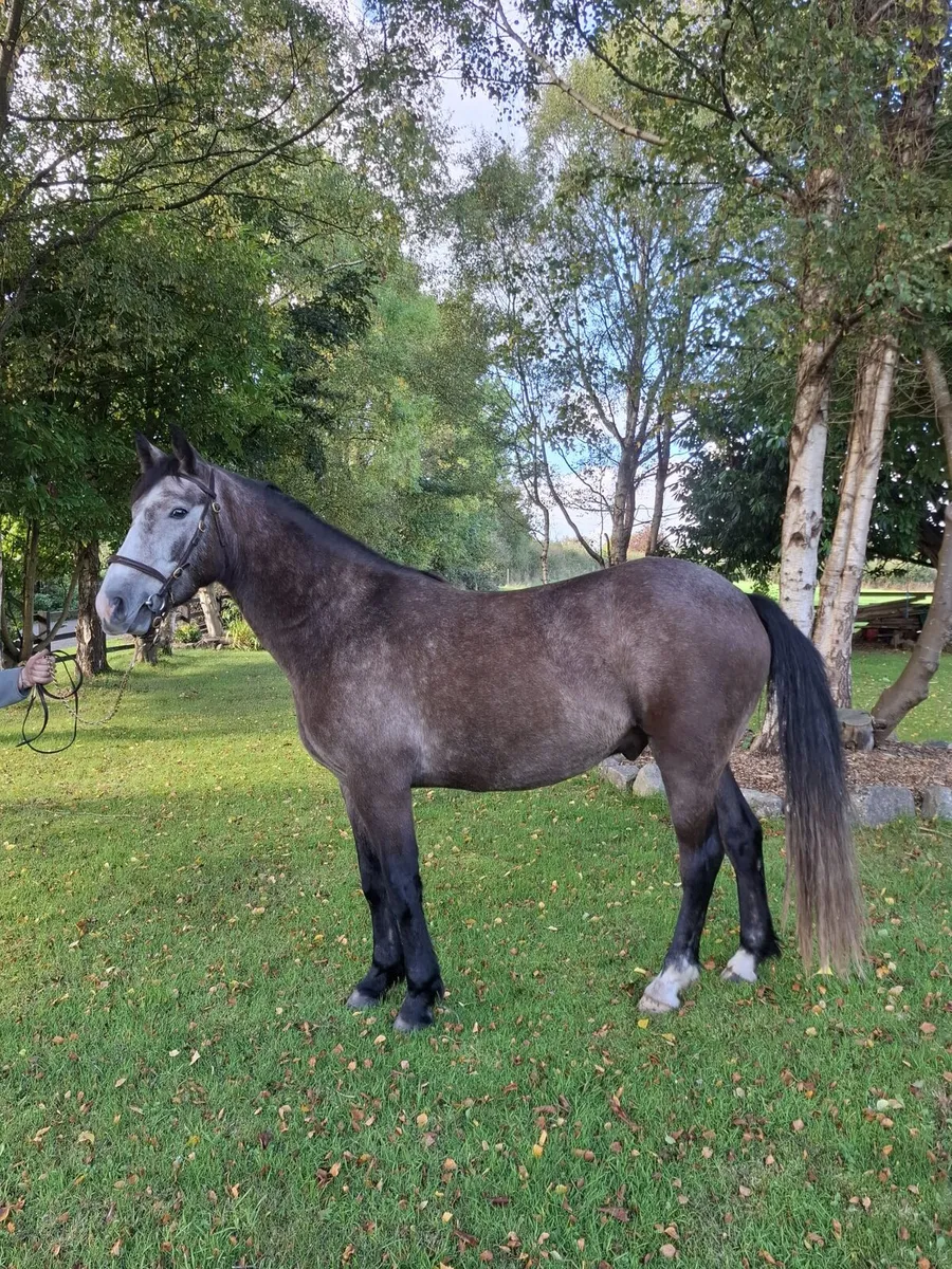 3yr old conemaras - Image 2