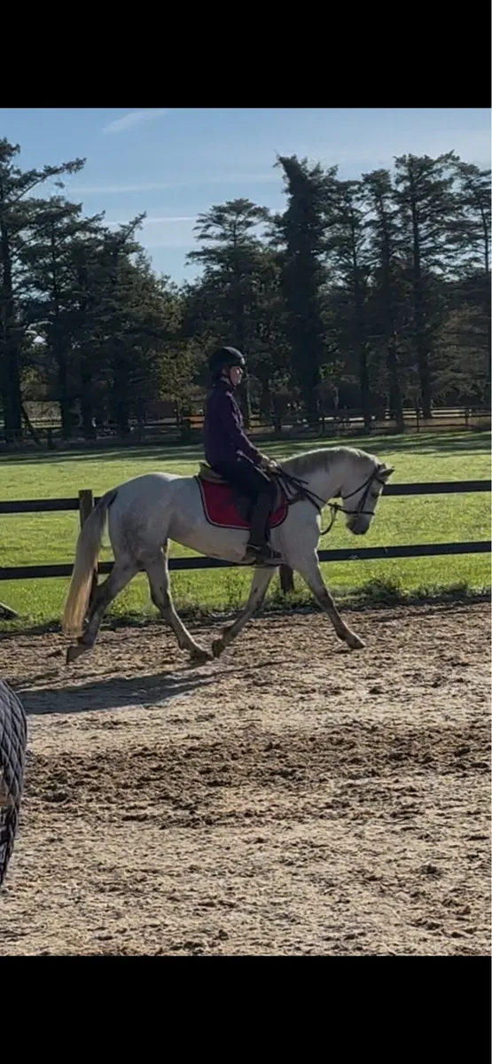 Connemara allrounder - Image 1