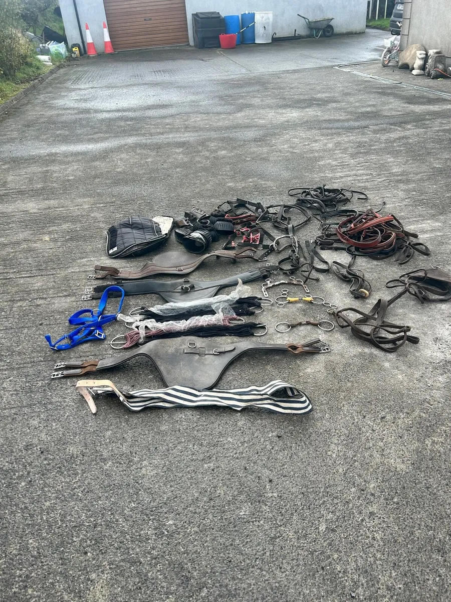 Selection of girths , bridles , travel boots etc - Image 1