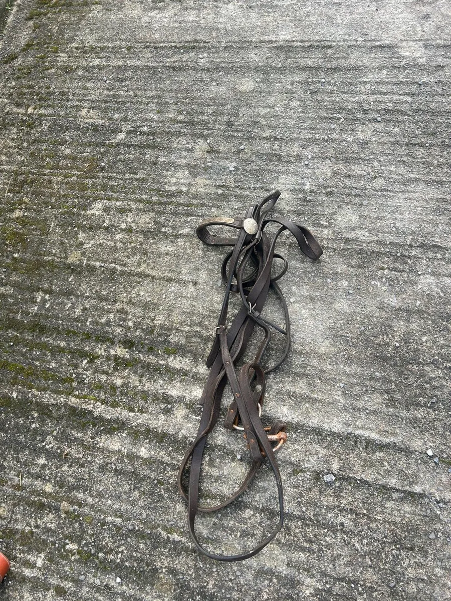 Selection of girths , bridles , travel boots etc - Image 3