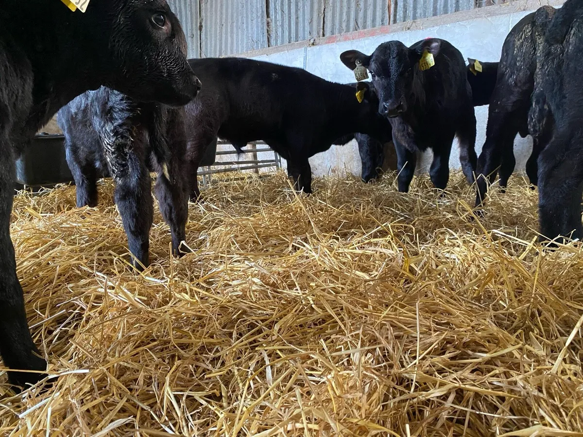 Aa calves - Image 3