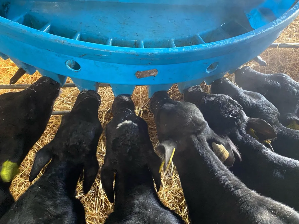 Aa calves - Image 4