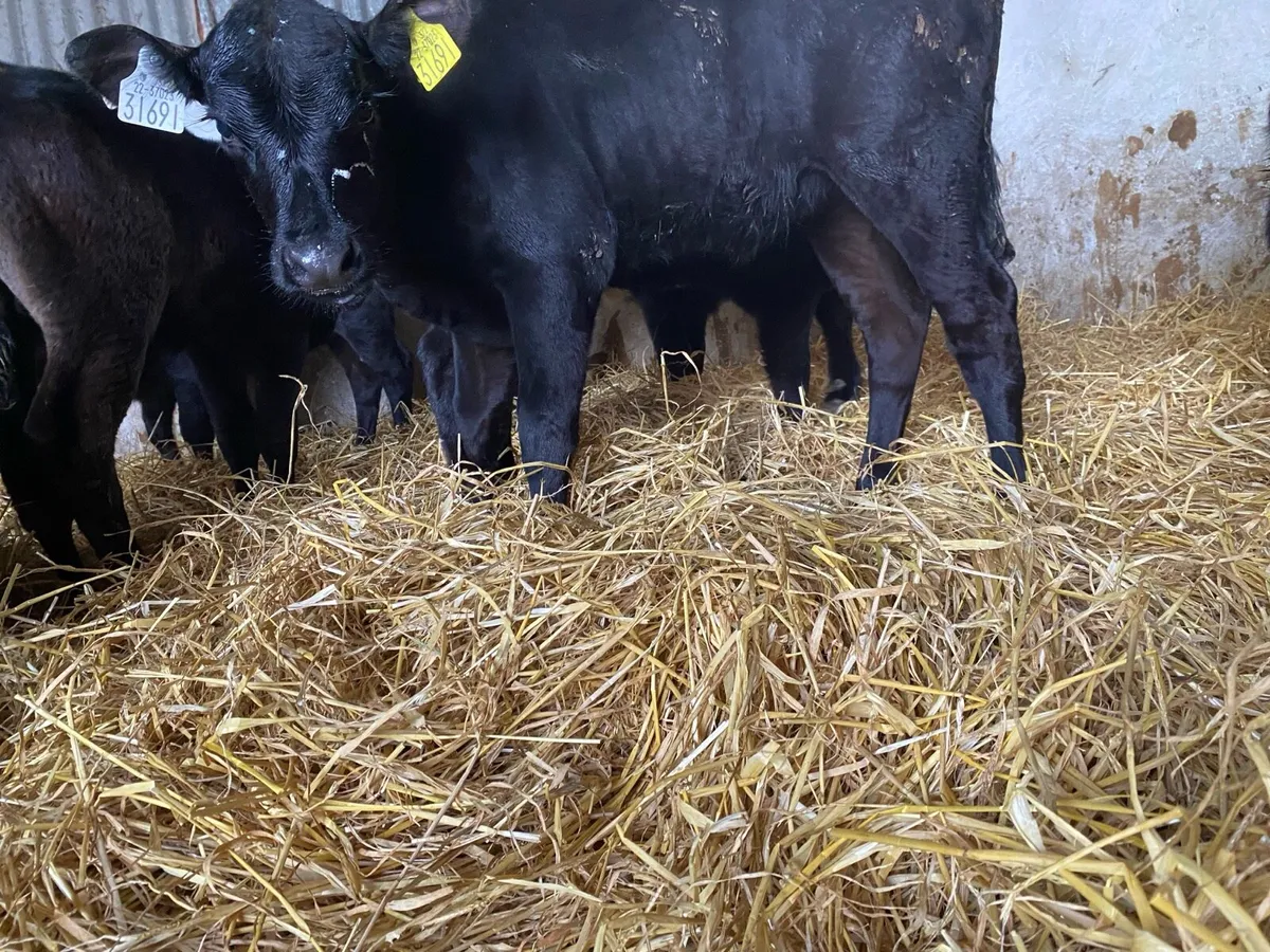 Aa calves - Image 1
